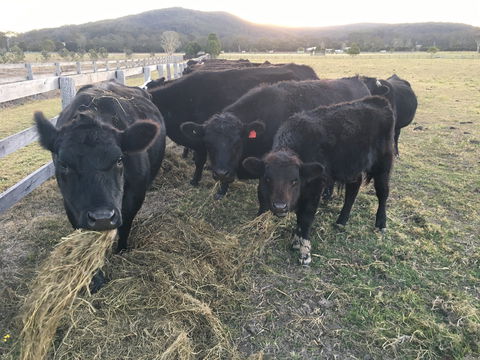 Iris Lodge Alpacas - Accommodation Brisbane 1