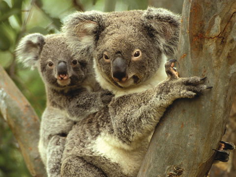 Koalas In Gunnedah - Accommodation Brisbane 0