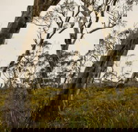 Mountaineer-Glowang trail - Accommodation Brisbane