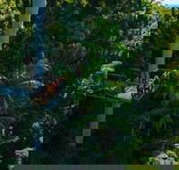 Tamborine Rainforest Skywalk - Accommodation Brisbane