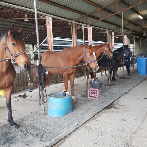 The Equine Club - Accommodation Brisbane 0