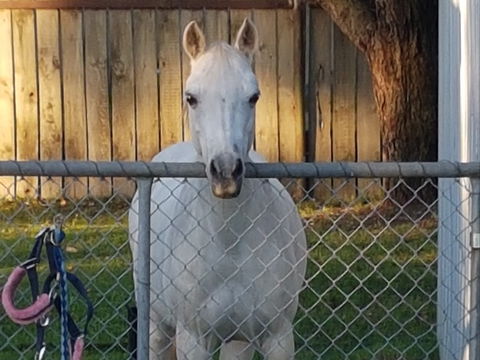The Equine Club - Accommodation Brisbane 2