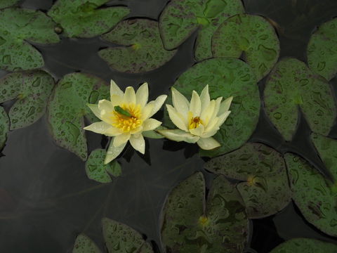 Wallis Creek Water Garden - Accommodation Brisbane 1