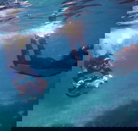 Small-Group Underwater Scooter Experience in Clovelly - Accommodation Brisbane