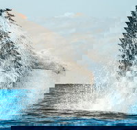 Premier Whale Watching Byron Bay - Accommodation Brisbane