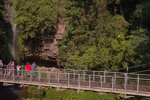 Rainforest & Waterfall Experience - Accommodation Brisbane 4