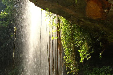 Rainforest & Waterfall Experience - Accommodation Brisbane 9
