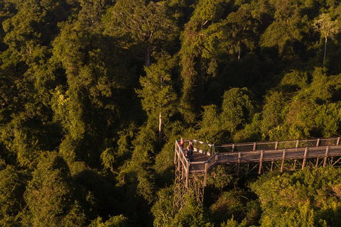 Rainforest & Waterfall Experience - Accommodation Brisbane 5