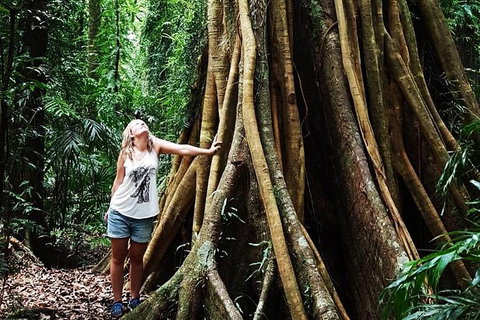 Rainforest & Waterfall Experience - Accommodation Brisbane 3