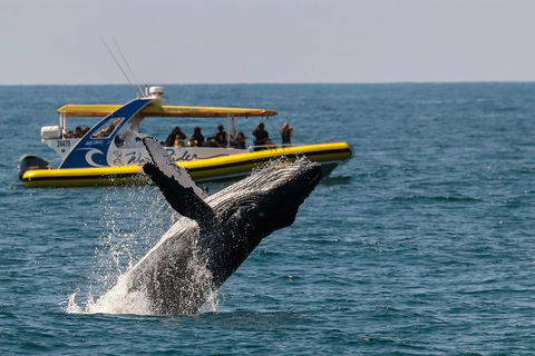 Whale Watching Wave Rider - Accommodation Brisbane 0