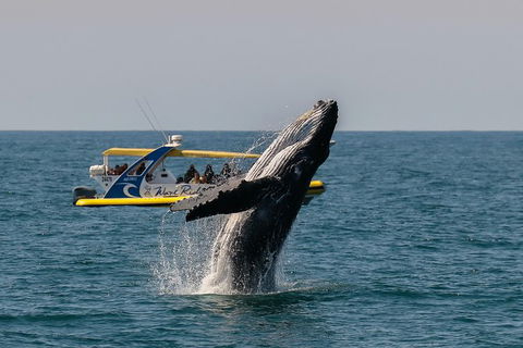 Whale Watching Wave Rider - Accommodation Brisbane 1