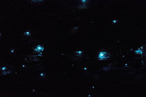 Night 4WD & Guided Glow Worm Tour Wildlife Spotlighting Blue Mountains Adventure - Accommodation Brisbane 1