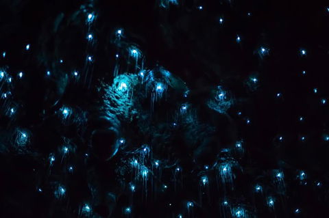 Night 4WD & Guided Glow Worm Tour Wildlife Spotlighting Blue Mountains Adventure - Accommodation Brisbane 4