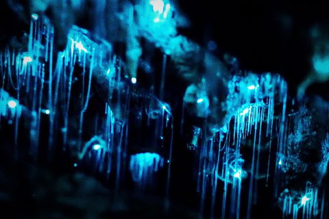 Night 4WD & Guided Glow Worm Tour Wildlife Spotlighting Blue Mountains Adventure - Accommodation Brisbane 7