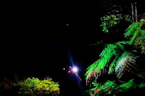 Night 4WD & Guided Glow Worm Tour Wildlife Spotlighting Blue Mountains Adventure - Accommodation Brisbane 8