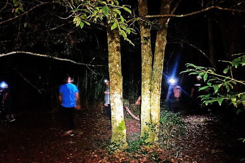 Night 4WD & Guided Glow Worm Tour Wildlife Spotlighting Blue Mountains Adventure - Accommodation Brisbane 5