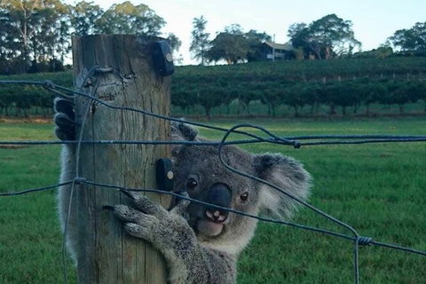 The Secret Vines Experience Port Macquarie - Accommodation Brisbane 1