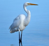 Small-Group Half-Day Birdwatching Tour in Sydney - Accommodation Brisbane