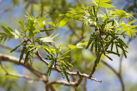 Pecan Farm Tour And Workshop, Byron Bay Hinterland - Accommodation Brisbane 2