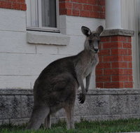 Urban Kangaroos and Pelican Feeding - Accommodation Brisbane