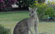 Urban Kangaroos - thumb 1