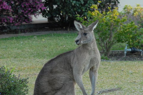 Urban Kangaroos - Accommodation Brisbane 1
