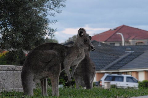 Urban Kangaroos - Accommodation Brisbane 4