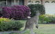 Urban Kangaroos - thumb 0