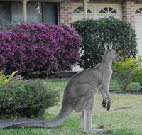 Urban Kangaroos - Accommodation Brisbane