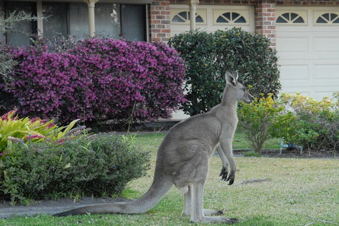 Urban Kangaroos - Accommodation Brisbane 0