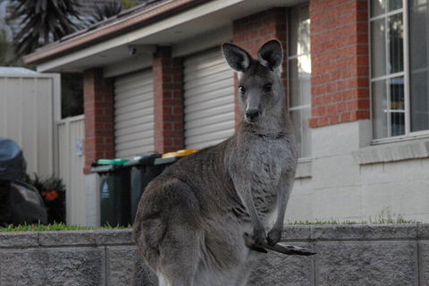 Urban Kangaroos - Accommodation Brisbane 5
