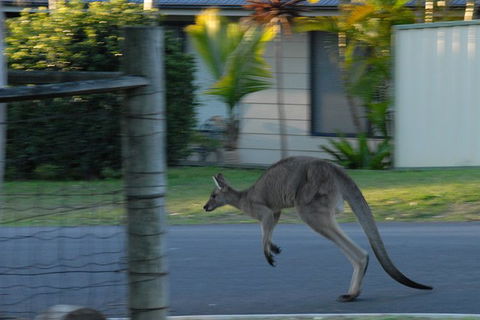 Urban Kangaroos - Accommodation Brisbane 3