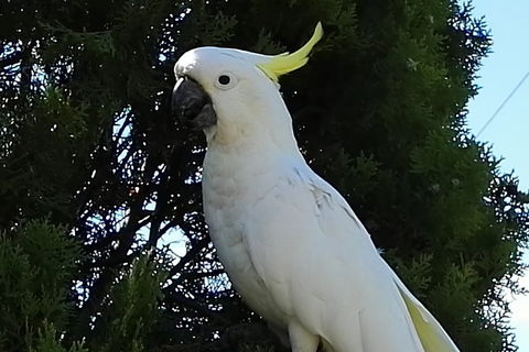 Urban Kangaroos - Accommodation Brisbane 2