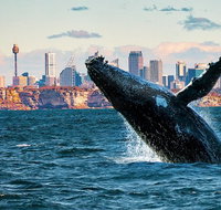 Whales of Sydney Safari - Accommodation Brisbane
