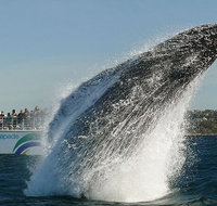 2hr Explorer Cruise - Sydney's best value whale watching cruise - Accommodation Brisbane