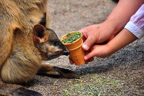 Blue Mountains Highlights & Wildlife Park - Accommodation Brisbane 3
