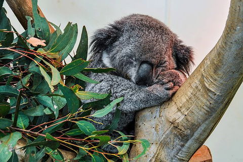Blue Mountains Highlights & Wildlife Park - Accommodation Brisbane 1
