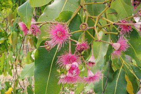 Full-Day Private Guided Tour To Litchfield National Park - Accommodation Brisbane 5