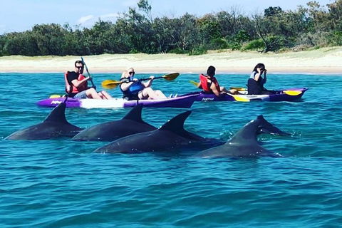 Half Day Dolphin Kayaking And Snorkeling Tour - Accommodation Brisbane 1