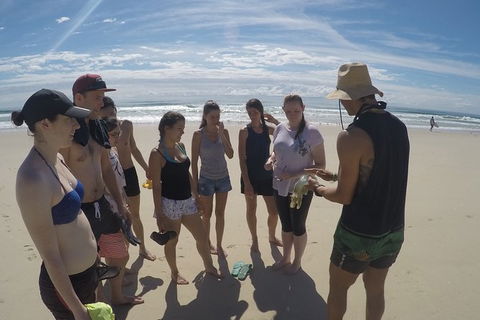 Half Day Dolphin Kayaking And Snorkeling Tour - Accommodation Brisbane 6
