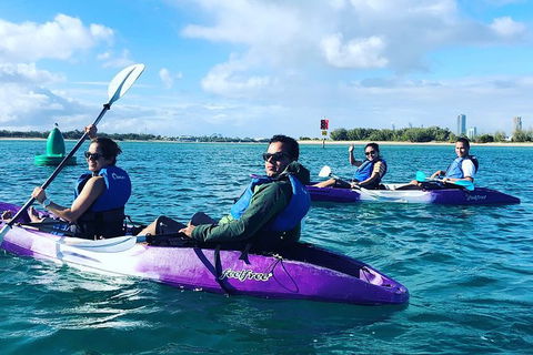 Half Day Dolphin Kayaking And Snorkeling Tour - Accommodation Brisbane 5