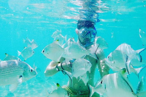 Half Day Dolphin Kayaking And Snorkeling Tour - Accommodation Brisbane 3