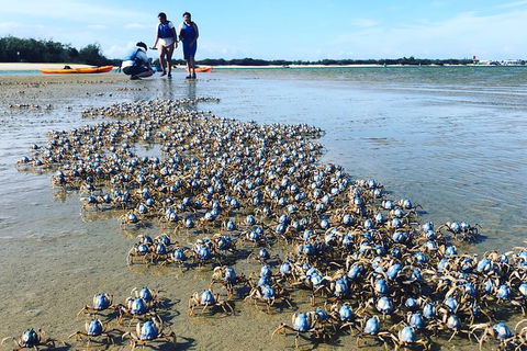 Half Day Dolphin Kayaking And Snorkeling Tour - Accommodation Brisbane 10