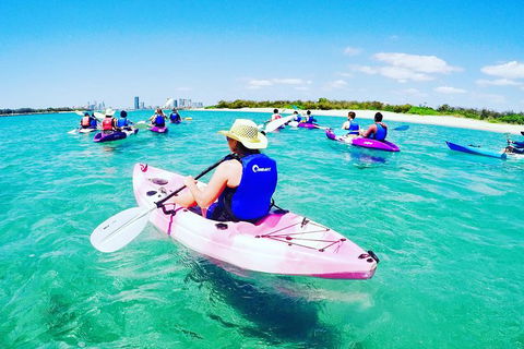 Half Day Dolphin Kayaking And Snorkeling Tour - Accommodation Brisbane 0