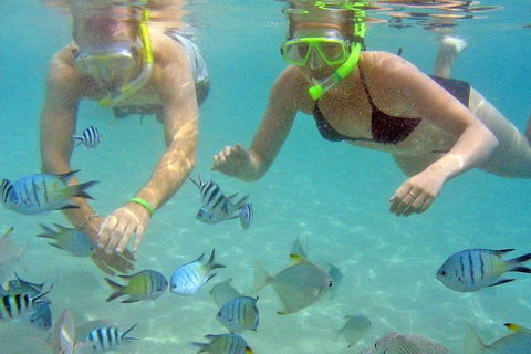 Half Day Dolphin Kayaking And Snorkeling Tour - Accommodation Brisbane 4