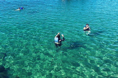 Half Day Dolphin Kayaking And Snorkeling Tour - Accommodation Brisbane 12