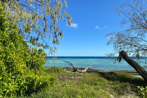 Lady Musgrave Day Trip From Bundaberg Including Snorkeling, Glass Bottom Tour And Guided Island Walk - Accommodation Brisbane 6