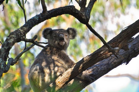 Gold Coast Lamington National Park And Tamborine Mountain 4WD Ecotour - Accommodation Brisbane 3