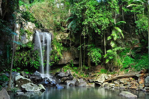 Gold Coast Lamington National Park And Tamborine Mountain 4WD Ecotour - Accommodation Brisbane 2