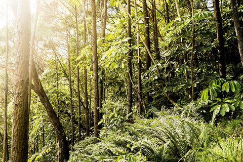 Everglades Eco Safari To Australia\'s Everglades - Accommodation Brisbane 12